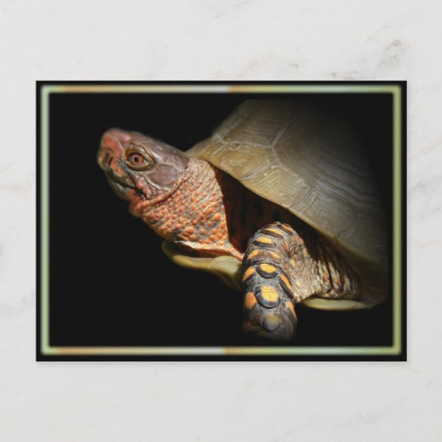 Three-toed Box Turtle Postcard. Postcard (Front)