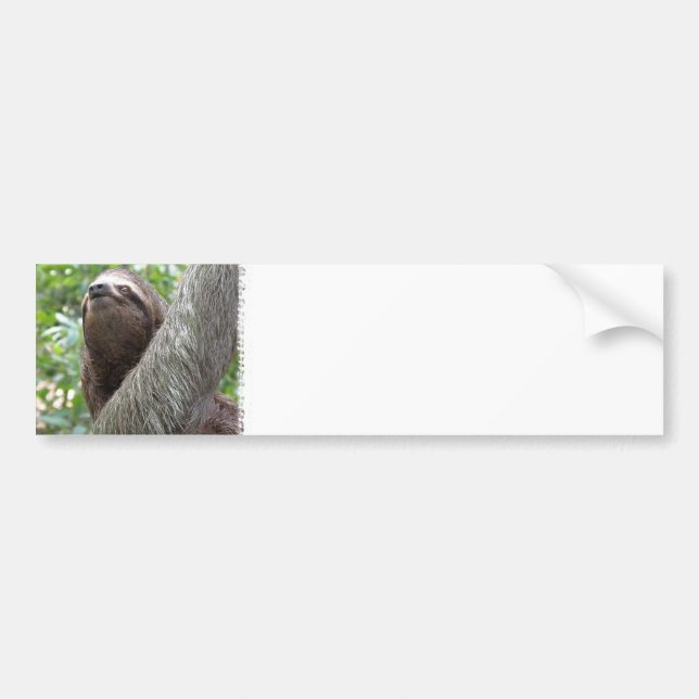 Three Toed Sloth Bumper Sticker (Front)
