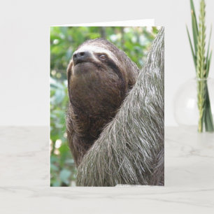 Three Toed Sloth Greeting Card