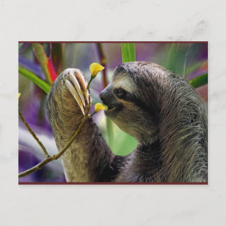 Three-Toed Tree Sloth Postcard