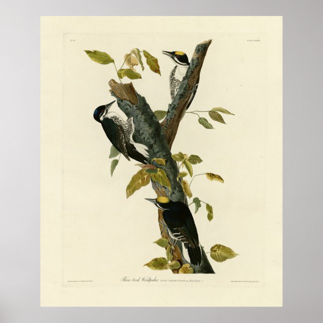 Three-toed Woodpecker - Audubon's Birds of America Poster (Front)
