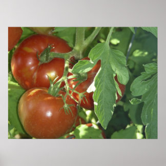 Three tomatoes poster