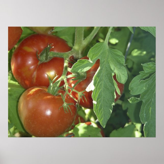 Three tomatoes poster (Front)