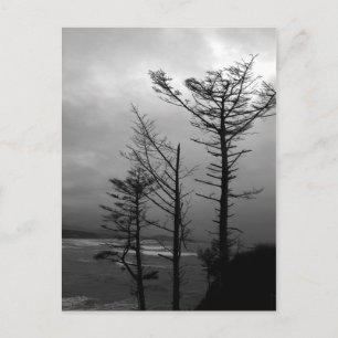 Three Tree Vigil at the Oregon Coast II Postcard