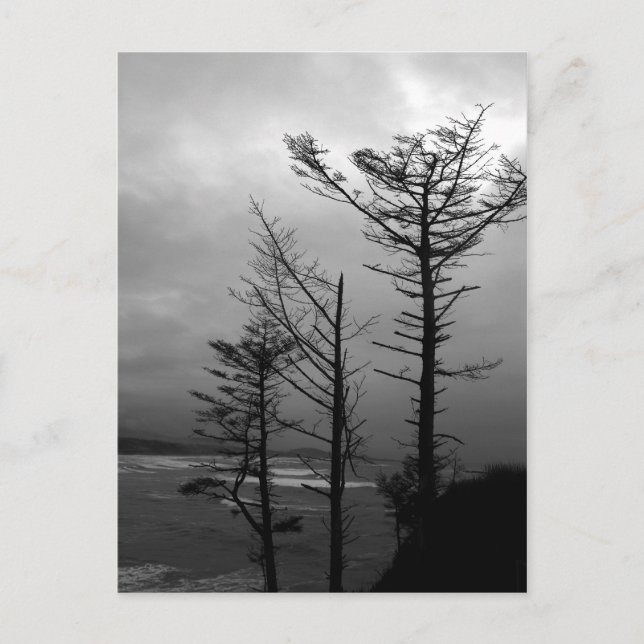Three Tree Vigil at the Oregon Coast II Postcard (Front)