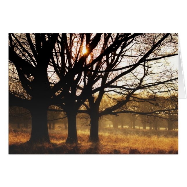 Three Trees (Front Horizontal)