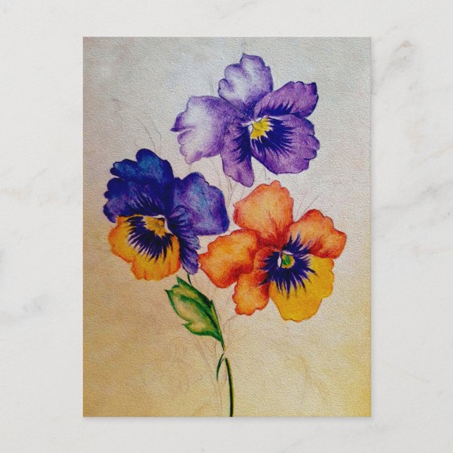 Three vintage Pansy flowers coloured pencils Postcard (Front)