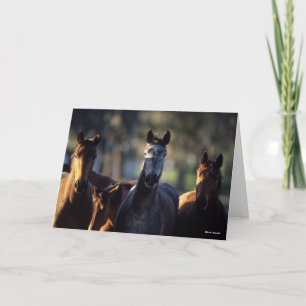 Three Warmbloods Standing together backlit Card