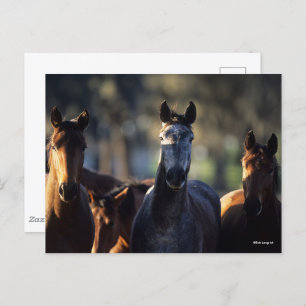 Three Warmbloods Standing together backlit Postcard