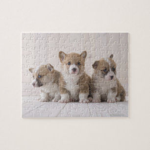 Three Welsh Corgi Jigsaw Puzzle