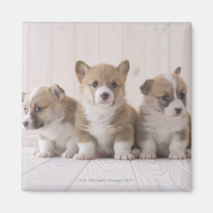 Three Welsh Corgi Magnet
