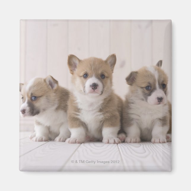 Three Welsh Corgi Magnet (Front)