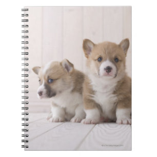 Three Welsh Corgi Notebook