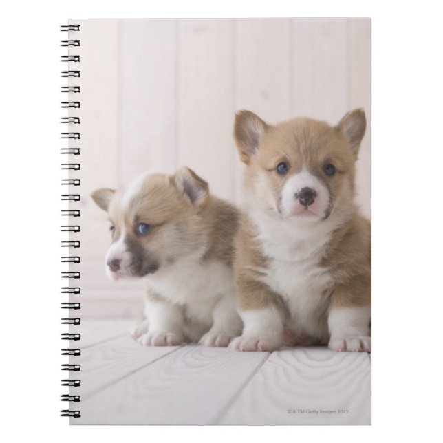 Three Welsh Corgi Notebook (Front)