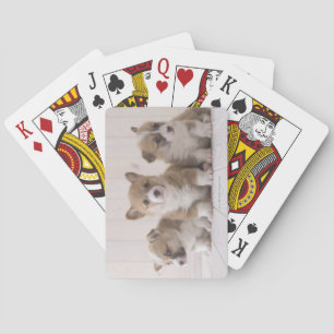 Three Welsh Corgi Playing Cards
