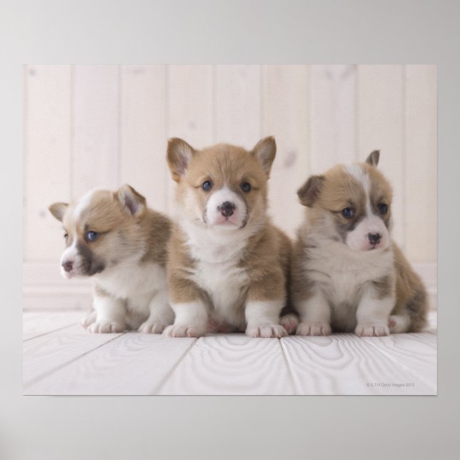 Three Welsh Corgi Poster (Front)