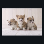 Three Welsh Corgi Poster<br><div class="desc">Three pembroke welsh corgi sitting on floor | MIXA | AssetID: 88665471</div>