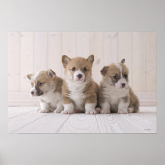 Three Welsh Corgi Poster