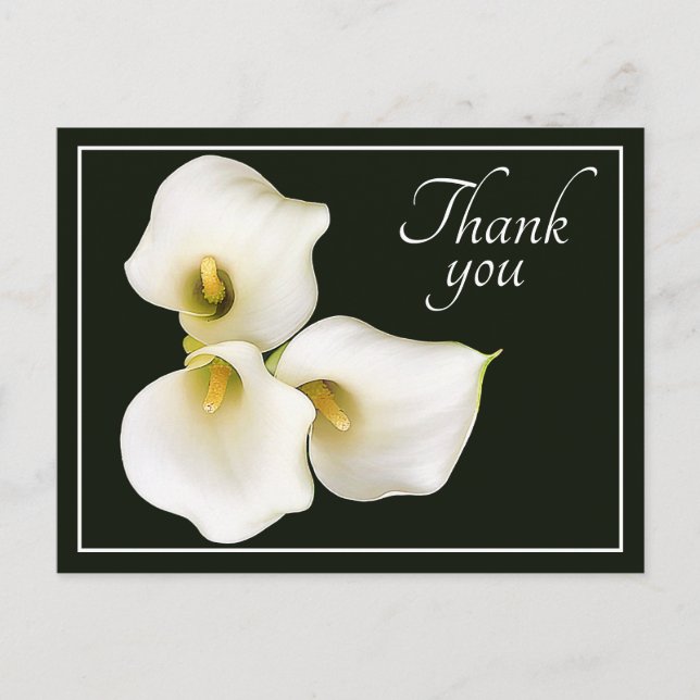 Three White Calla Lilies Black Backdrop Thank You Postcard (Front)