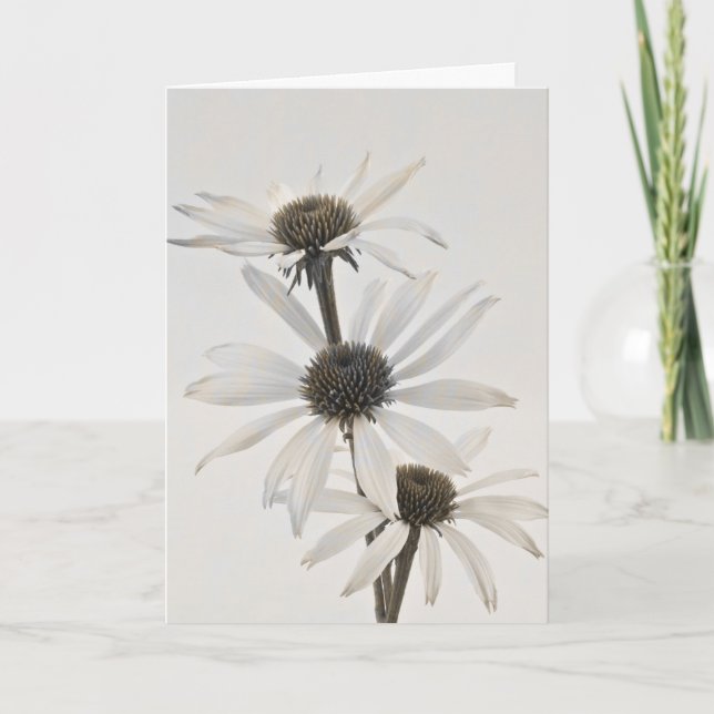 Three White Cone Flowers Card (Front)