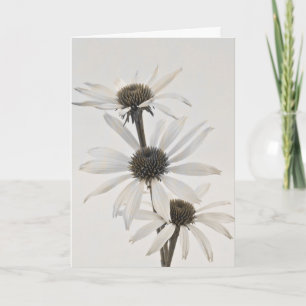 Three White Cone Flowers Card