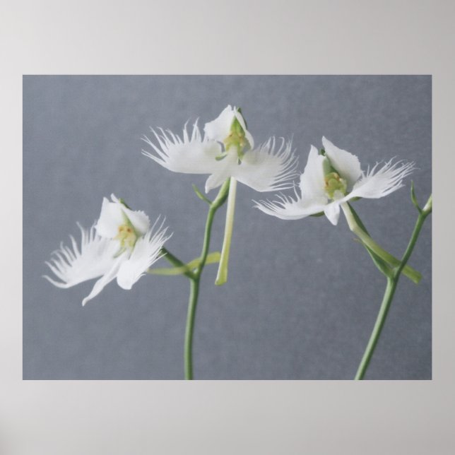 Three White Egret Orchids Poster (Front)
