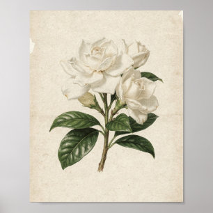 Three White Gardenias on a Branch Botanical Art Poster
