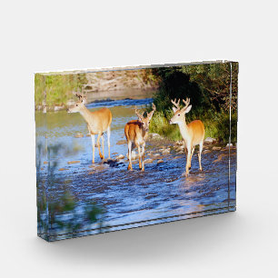 Three White-tailed Bucks in Creek Photo Block