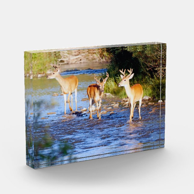 Three White-tailed Bucks in Creek Photo Block (Left)