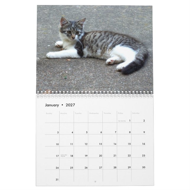 Three Wild Kittens Calendar (Jan 2027)