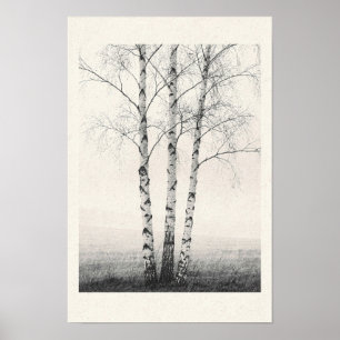Three Winter Birch Trees Black and White Nature Po Poster