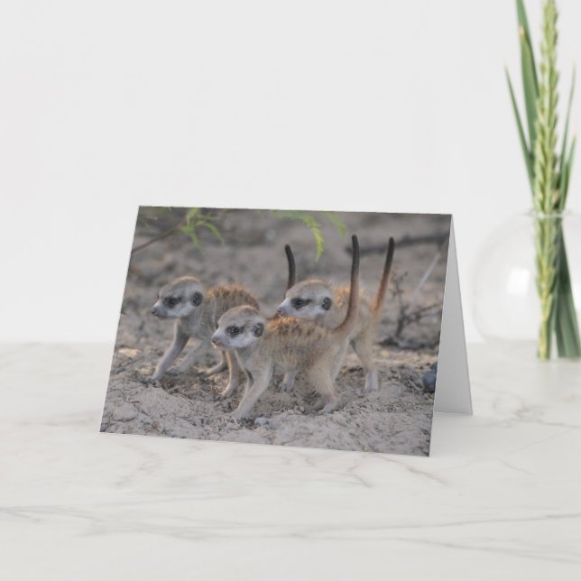 Three Wise Pups - Seasons Greetings Card (Front)