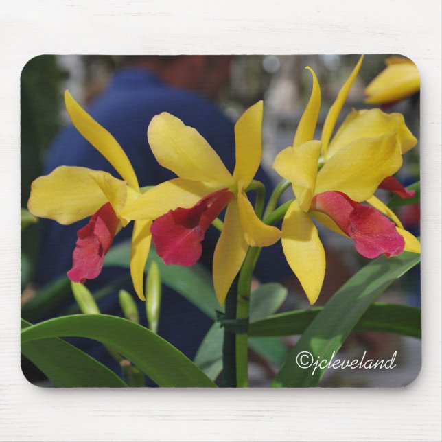 Three Yellow and Red Orchids Mouse Mat (Front)