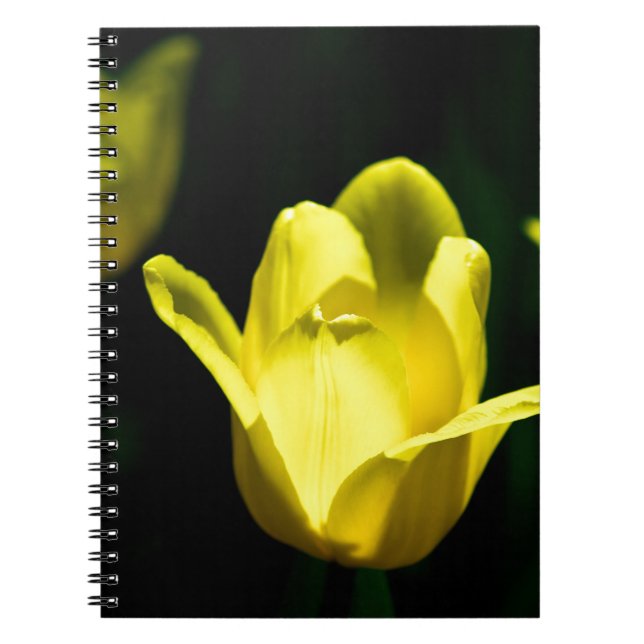 Three Yellow Tulips Notebook (Front)