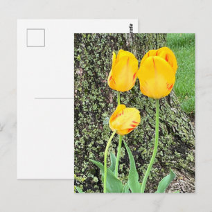 Three Yellow Tulips / Postcard