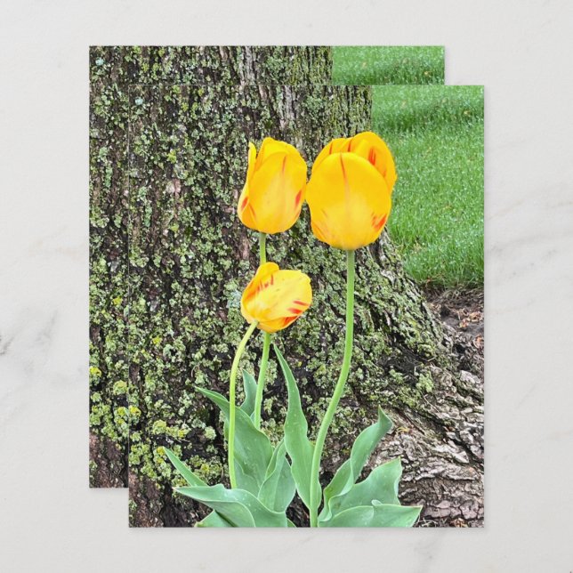 Three Yellow Tulips / Scrapbook Paper (Front/Back)