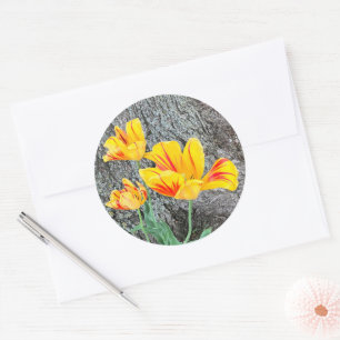 Three Yellow Tulips Sequel / Classic Round Sticker