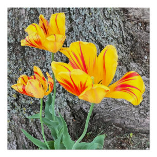 Three Yellow Tulips Sequel / Poster