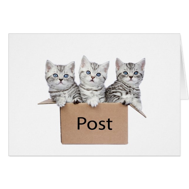 Three young cats in cardboard box on white (Front Horizontal)