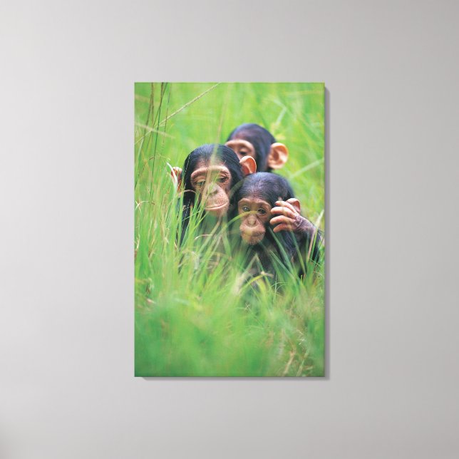 Three young Chimpanzees (Pan troglodytes) in Canvas Print (Front)