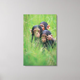 Three young Chimpanzees (Pan troglodytes) in Canvas Print