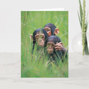 Three young Chimpanzees (Pan troglodytes) in Card