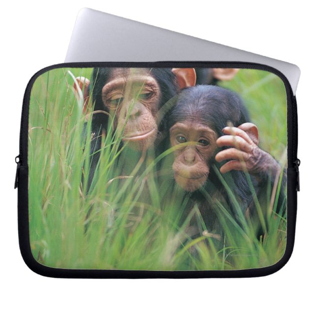 Three young Chimpanzees (Pan troglodytes) in Laptop Sleeve (Front)