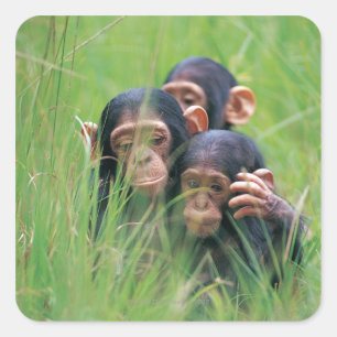 Three young Chimpanzees (Pan troglodytes) in Square Sticker
