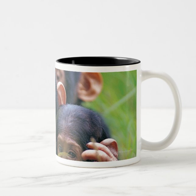 Three young Chimpanzees (Pan troglodytes) in Two-Tone Coffee Mug (Right)