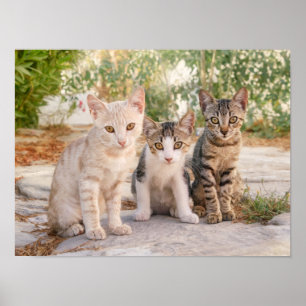 Three young cute cat kittens sit friendly together poster