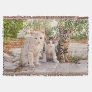 Three young cute cat kittens sit friendly together throw blanket