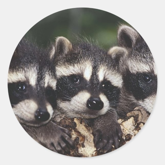 Three Young Raccoons Classic Round Sticker (Front)