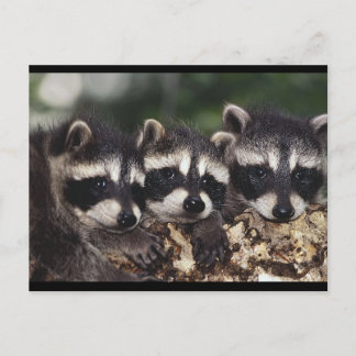 Three Young Raccoons Postcard