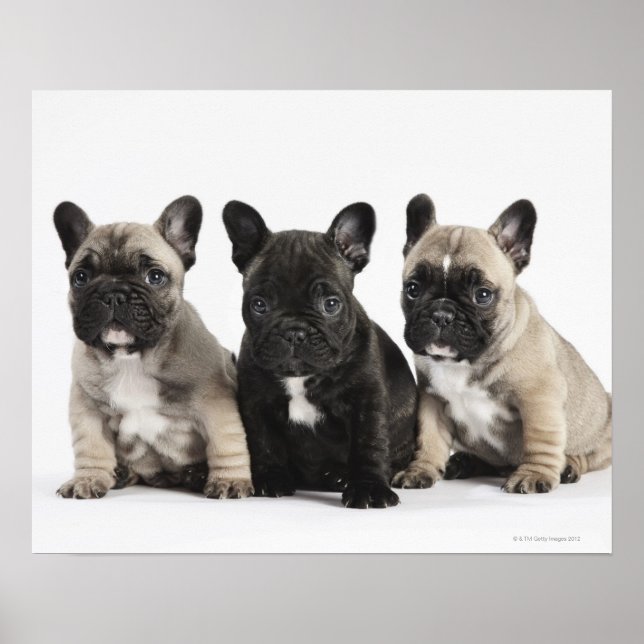 Threee Pedigree Puppies Poster (Front)